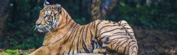 20 Nights - 21 Days Golden Triangle With Tigers