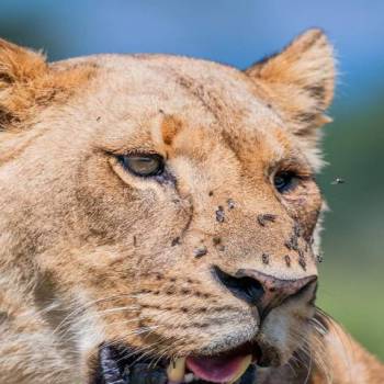 Face-off with Africa Big 5 at Masai Mara Safari