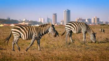 12 Days Kenya - Tanzania Safari Tour Package