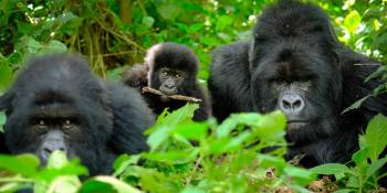 10 Days Uganda Wildlife Safaris - Primate Safari Tour