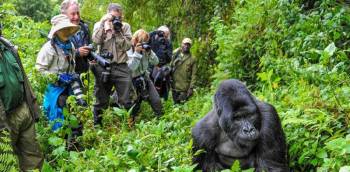 4 Days Wildlife - Gorilla Trek Safari Tour