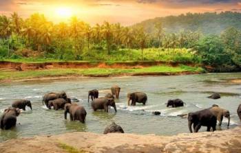 9N 10D In Kerala With Kerala Rainforest-Hill Station-Wildlife And Backwaters Tour