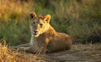 7 days Serengeti Migration safari Package