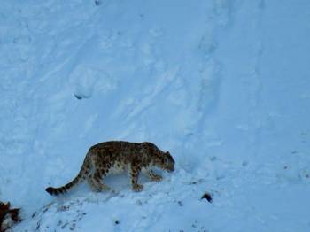 Explore Chandratal - Snow Leopard In Kibber 7N 8D Tour