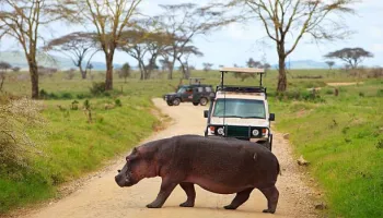 8 Days In Zanzibar With Mikumi Full Day Tour