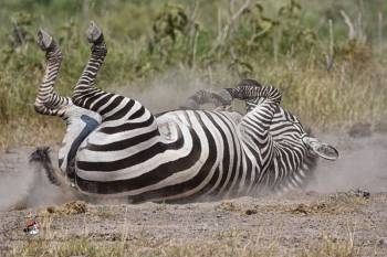 4 Nights Explore Kenya Safari