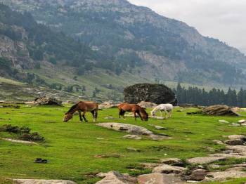 The Pristine Kashmir 5N