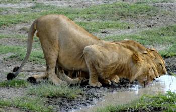 3-Day Serengeti NP and Ngorongoro Luxury Safari