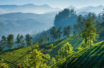 5 Night Darjeeling - Kalimpong - Gangtok Tour