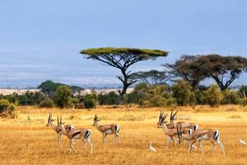 3 Nights 4 Days Selous National Park Safari from Dar es salaam