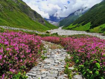 Valley Of Flowers Without Gorson Top Trek 7 Days