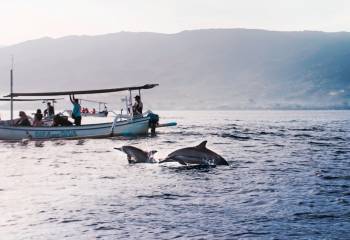 One Day Dolphin Trip