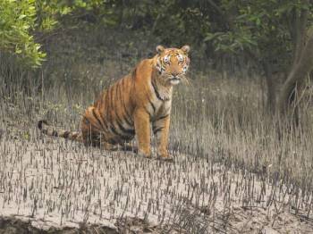 Kolkata - Sundarbans Tour Package 4 Night - 5 Days