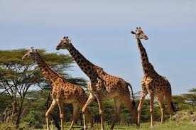 Unveiling Arusha National Park's Wonders: A Day Trip Adventure Tailored to You