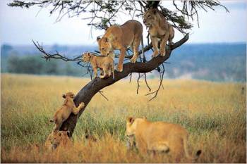 Unveiling Tanzania's Treasures: A 5-Day Fly-in Safari to Lake Manyara & Tarangire National Parks fro