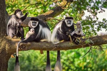 Embark on a Wildlife Adventure: Full-Day Exploration of Arusha National Park