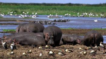 Unveiling the Wonders of Lake Manyara: A Full-Day Exploration