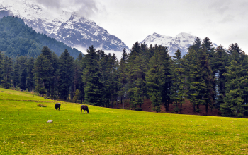 3N 4D Srinagar to Gulmarg Pahalgam Sonamarg Achabal and Verinag Lolab Valley Bangus Valley Trip