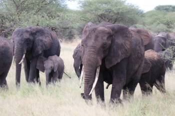 4 Days Tanzania Private Family Safari