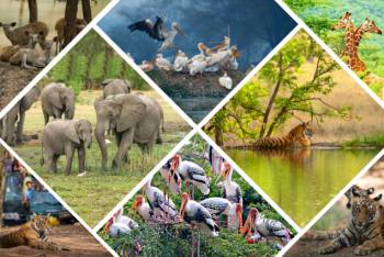 Rajasthan Wildlife Adventure 7N - 8D Tour