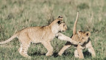 Ngorongoro Crater 1 Day Trip