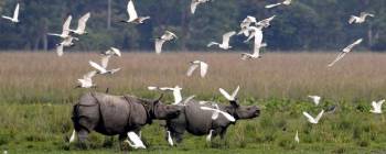 2 Nights/3 Days Kaziranga Tour Package