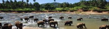 5 Night - 6 Days Sri Lanka Tour