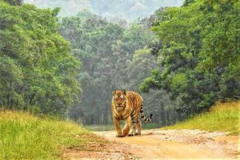 2 Days Tour Package Kanha National Park