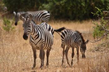 3 DAYS SAFARI SERENGETI & NGORONGORO  This unforgettable 3-day Tanzania safari adventure