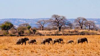 Tarangire National Park Day Tour