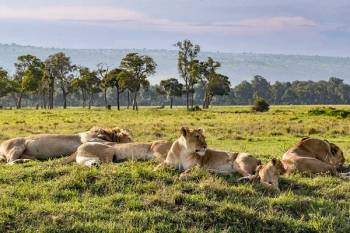 5 Days Tanzania Safari - Tarangire - Serengeti - Ngorongoro Tour