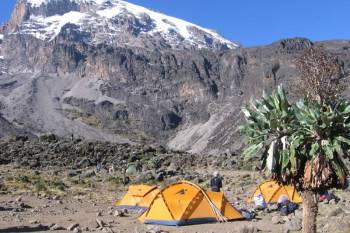 8 Days Kilimanjaro Trekking Northern Circuit Route Tour