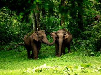 Wayanad Wildlife Sanctuary 3 Days - 2 Nights Tour