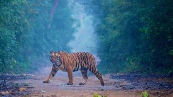 Jim Corbett Wildlife Tour 5 Days