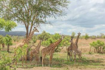 Mikumi - Ruaha 5 Day Safari Tour