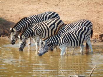 6 Days Tanzania Northern Safari Tour