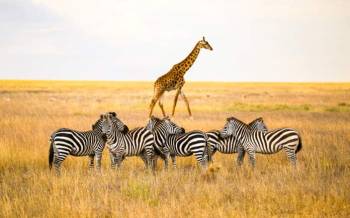 7-Day Comfort Safari Experience Tour