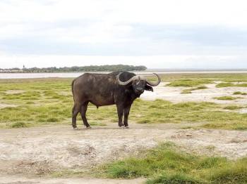 4-Day Mid-Range Safari - Up close with the Big Five