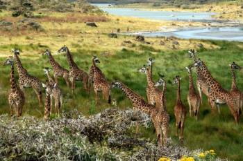 3 Night 4 Days Arusha - Serengeti Np - Ngorongoro Crater Tour