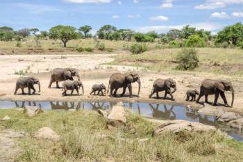 6 Days Arusha - Tarangire Np - Serengeti Np - Ngorongoro Crater Tour