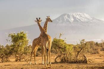 6Night Arusha - Tarangire Np - Manyara Np - Serengeti Np - Ngorongoro Crater Tour