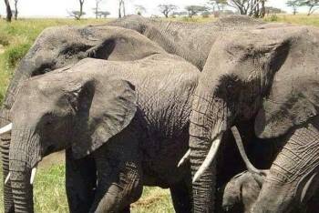 4-Day Ndutu Migration Safari in the Calving Season