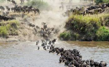 5-Day Ndutu Migration Footstep -Calving Season Safari