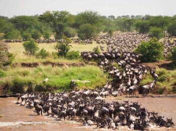 5-Day Safari to Nyerere and Mikumi National Parks