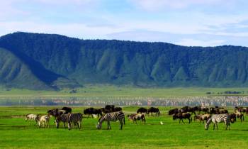 4Day Serengeti Fly-In - Fly-Out Luxury Safari Tour