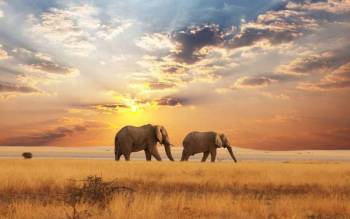 4Day Fly-In And Out Safari - Zanzibar To Serengeti Tour