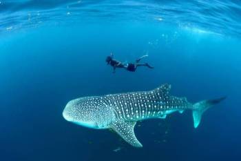 Whale Shark Diving Day Trip