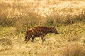 2 Night 3 Day Serengeti and Ngorongoro Crater Joining Group Adventure