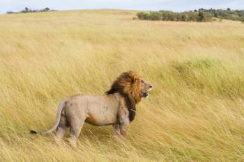 5 Night 6 Day Tarangire, Serengeti, Ngorongoro and Lake Manyara Joining Group Safari