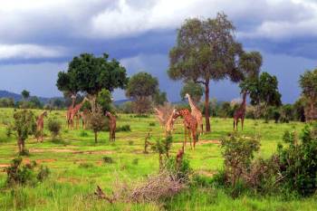 2 Days - 1 Night From Zanzibar To Mikumi National Park Tour